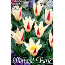 Tulipa johann strauss fehér-piros tulipán virághagyma 10 darab