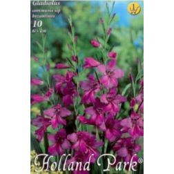 Gladiolus communis ssp byzantinus rózsaszín-lila kardvirág virághagyma 10 darab