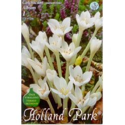 Colchicum autumnale album fehér őszi kikerics virághagyma 1 darab