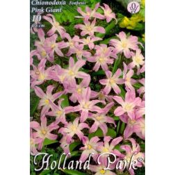 Chionodoxa forbesii pink giant rózsaszín hófény virághagyma 10 darab