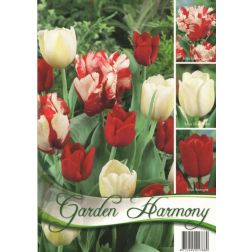 Tulipa garden harmony piros-fehér tulipán virághagyma 3x5 (piros-fehér) 15 darab