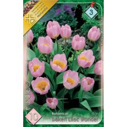 Tulipa botanical bakeri lilac wonder lila-sárga tulipán virághagyma 10 darab