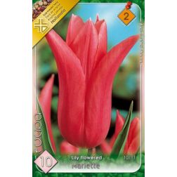Tulipa lily flowered mariette rózsaszín tulipán virághagyma 6 darab