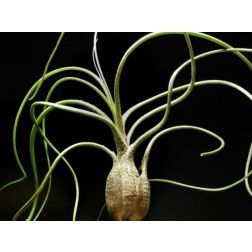 Tillandsia