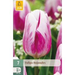 JUB Tulipa bojangles rózsaszín tulipán virághagyma 7 darab