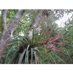 Tillandsia