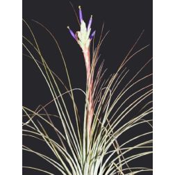 Tillandsia