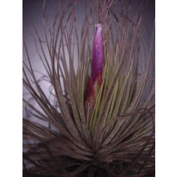 Tillandsia