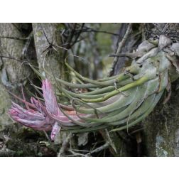 Tillandsia
