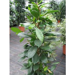 Serlegkocsányú fikusz