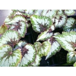 Begonia