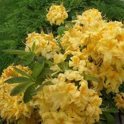 AZALEA MOLLIS GOLD TOPAZ  CLT. 20  Azálea