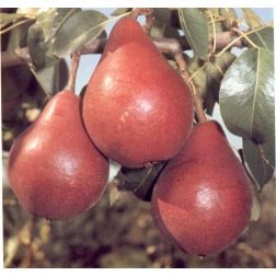 Piros clapp