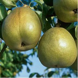 Téli esperes