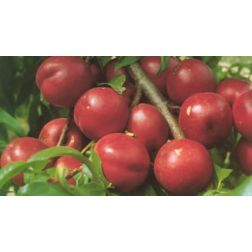 Red june