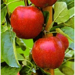Summerred