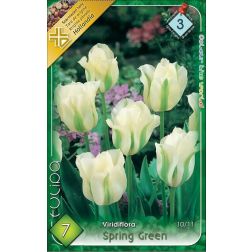 Tulipa viridiflora spring green fehér-zöld viridiflóra tulipán virághagyma 7 darab