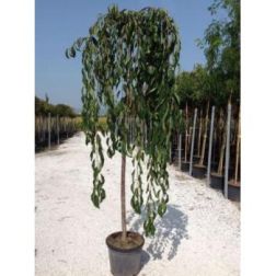 PRUNUS SUBHIRTELLA PENDULA ROSEA  CLT. 18  Díszcseresznye