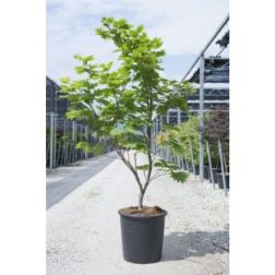 ACER JAPONICUM VITIFOLIUM  CLT. 20 100/125  Vörösvirágú juhar