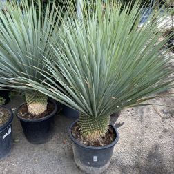 Yucca rostrata pálmaliliom 35 cm-es cserépben, kb 80 cm magas