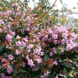 Abelia "Edward Goucher" CLT3 tárnicslonc