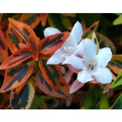 Abelia grand."Kaleidoscope" CLT3 tárnicslonc