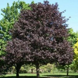 Acer plat."Faassen"s Black" CLT35 jap&aacute;njuhar