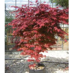ACER PALMATUM ATROPURPUREUM  CLT. 55 175/200  Japán juhar