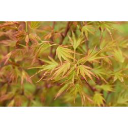 ACER PALMATUM CRIPPSII  LV 12 MINI STANDARD  Japán juhar