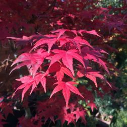 ACER PALMATUM DESHOJO  CLT. 10  Japán juhar