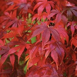 ACER PALMATUM FIREGLOW  CLT. 20 HALF STANDARD  Japán juhar