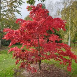 ACER PALMATUM OSAKAZUKI  CLT. 12 FEATHERED  Japán juhar