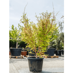 Acer palm."Sangokaku" CLT10