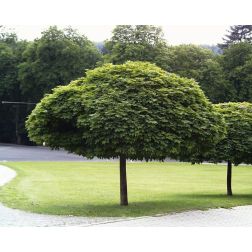 Acer plat."Globosum" CLT18 1/2T