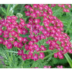 Achillea millefolium "Cassis" k&ouml;z&ouml;ns&eacute;ges &eacute;velő cickafark 14 cm cser&eacute;pben