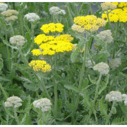 Achillea "Moonshine" &eacute;velő cickafark 14 cm cser&eacute;pben