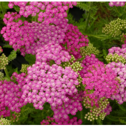 Achillea millefolium "Tutti Frutti Pink Grapefruit" &eacute;velő cickafark 14 cm cser&eacute;pben