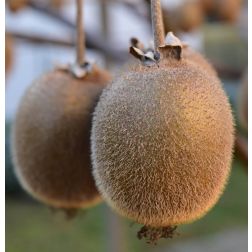 Actinidia chin."Hayward" CLT10