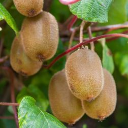Actinidia chinensis "Boskoop" Kiwi balkon öntermékeny gyümölcsfa