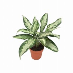 Aglaonema R&aacute;kvir&aacute;g szoban&ouml;v&eacute;ny 12 cm-es cser&eacute;pben