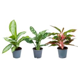Aglaonema Rákvirág szobanövény 12 cm-es cserépben