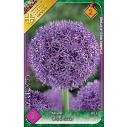 Allium gladiator lila d&iacute;szhagyma vir&aacute;ghagyma 1 darab