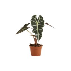 Alocasia Alokázia szobanövény 12 cm-es cserépben