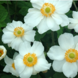Anemone x hybrida "Andrea Atkinson" hibrid, őszi szellőr&oacute;zsa 9 cm cser&eacute;pben