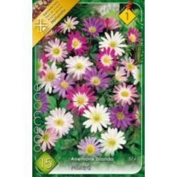 Anemone de caen mixed vegyes színű szellőrózsa virághagyma 10 darab
