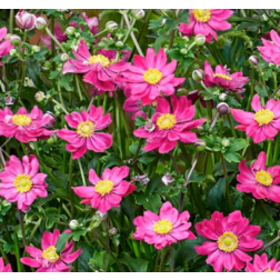 Anemone hupehensis "Fantasy Aurora" k&iacute;nai, őszi szellőr&oacute;zsa 14 cm cser&eacute;pben