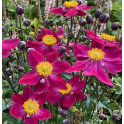 Anemone hupehensis "Fantasy Ariel" k&iacute;nai, őszi szellőr&oacute;zsa 14 cm cser&eacute;pben