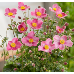Anemone hupehensis "Fantasy Jasmine" k&iacute;nai, őszi szellőr&oacute;zsa14 cm cser&eacute;pben