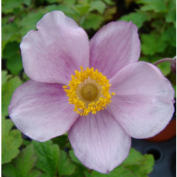 Anemone tomentosa "Robustissima" szőlőlevelű szellőr&oacute;zsa, nep&aacute;li szellőr&oacute;zsa 9 cm cser&eacute;pben