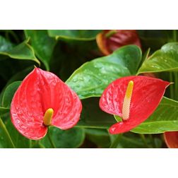 Anthurium flaming&oacute;vir&aacute;g szoban&ouml;v&eacute;ny t&ouml;bb sz&iacute;nben 12 cm-es cser&eacute;pben